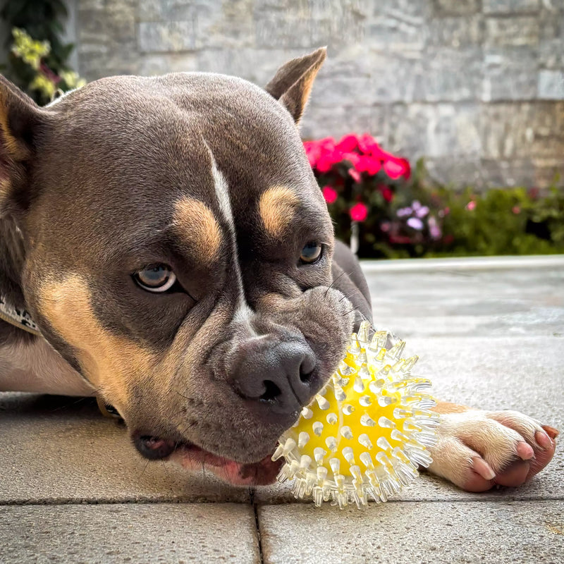 Brinquedo Bola Anti-Stress Bacon Flex Tioeasy™ para Cães, Resistente, Hipoalergênica e Massageadora