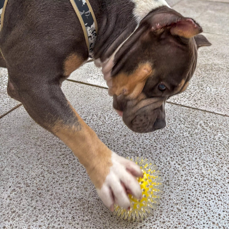 Brinquedo Bola Anti-Stress Bacon Flex Tioeasy™ para Cães, Resistente, Hipoalergênica e Massageadora