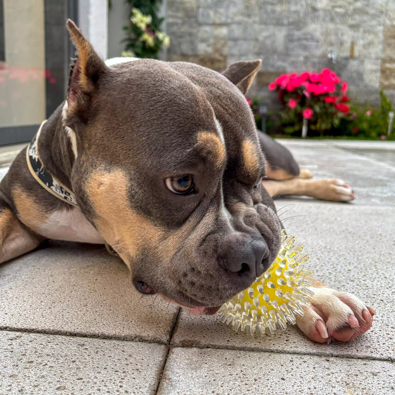 Brinquedo Bola Anti-Stress Bacon Flex Tioeasy™ para Cães, Resistente, Hipoalergênica e Massageadora