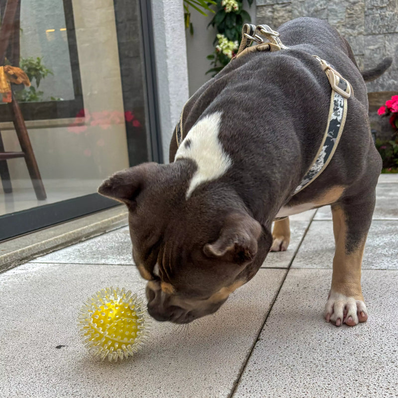 Brinquedo Bola Anti-Stress Bacon Flex Tioeasy™ para Cães, Resistente, Hipoalergênica e Massageadora