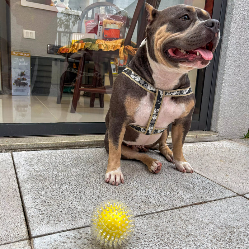 Brinquedo Bola Anti-Stress Bacon Flex Tioeasy™ para Cães, Resistente, Hipoalergênica e Massageadora