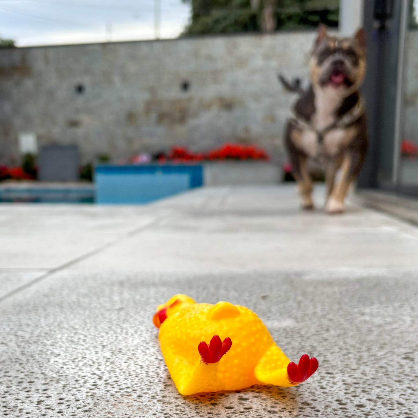 Brinquedo Frango de Borracha Pet Gritão Tioeasy™ com Som Alto, Resistente e Atóxico