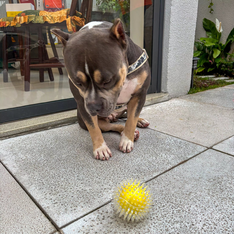 Brinquedo Bola Anti-Stress Bacon Flex Tioeasy™ para Cães, Resistente, Hipoalergênica e Massageadora
