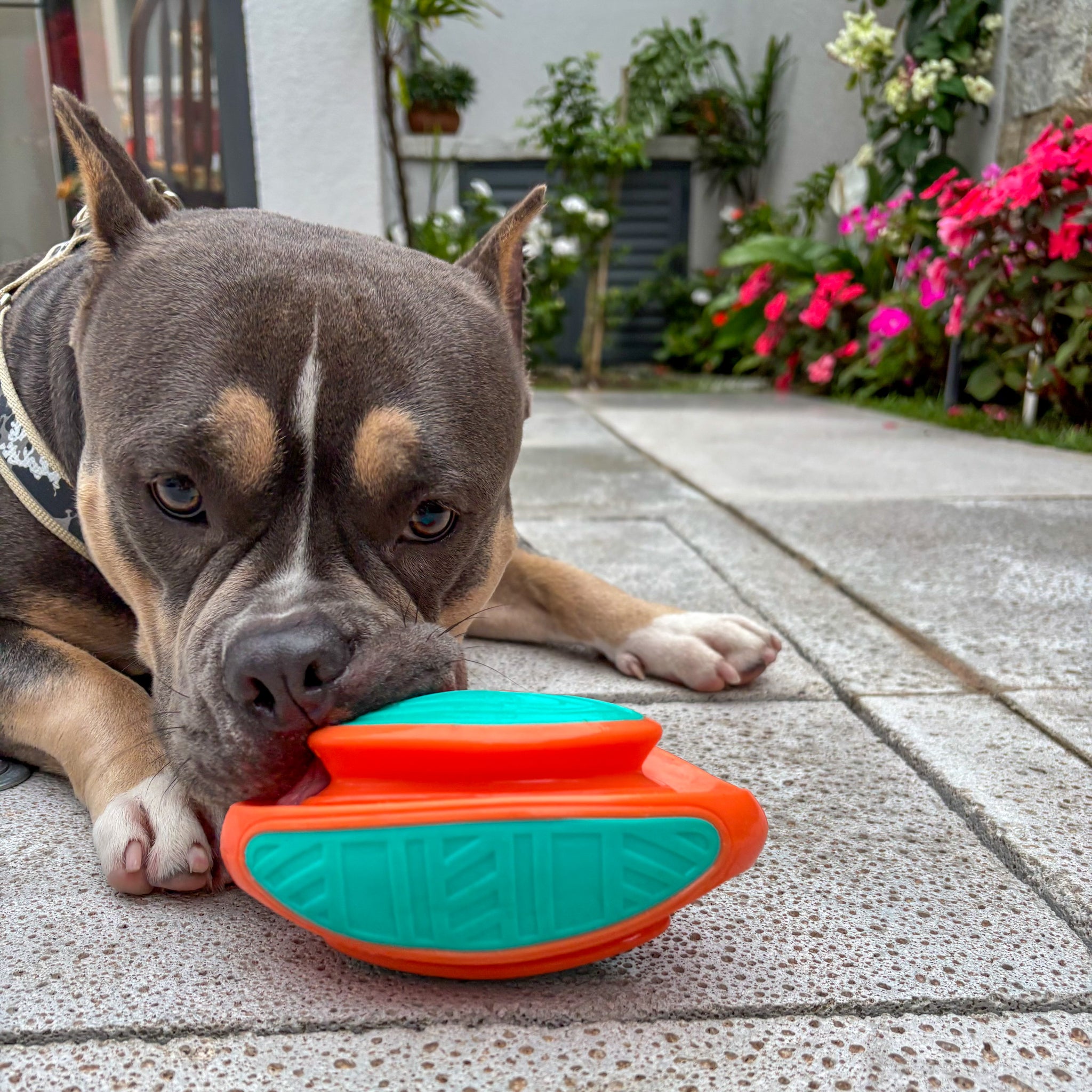 Brinquedo Bola de Rugby Pet Tioeasy™ com Apito, Borracha Premium 3D, Resistente e Massageadora para Cães