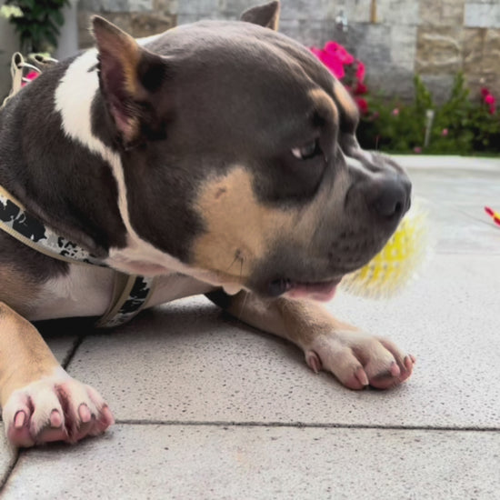 Brinquedo Bola Anti-Stress Bacon Flex Tioeasy™ para Cães, Resistente, Hipoalergênica e Massageadora