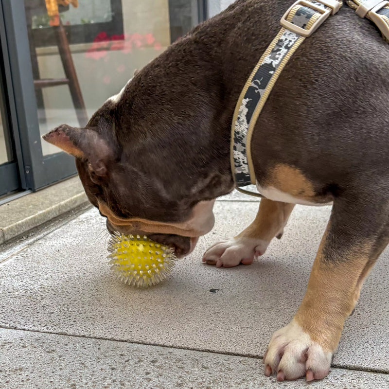 Brinquedo Bola Anti-Stress Bacon Flex Tioeasy™ para Cães, Resistente, Hipoalergênica e Massageadora